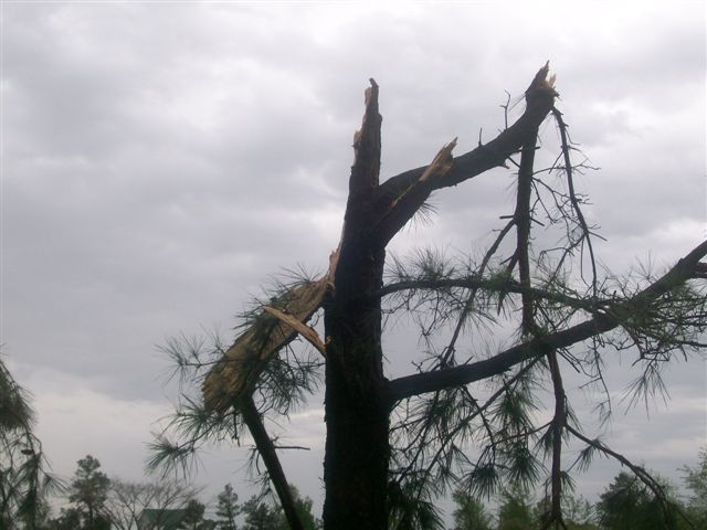 Tree twisted to its breaking point in the high winds.